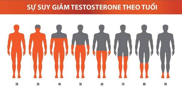 Nồng độ testosteron giảm dần theo độ tuổi